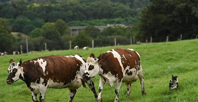 photo  près de l’écluse de saint-baudelle, des vaches sur le toit d’une maison font des millions de vues sur tiktok. il s’agit en réalité d’une illusion d’optique.  &copy;  thomas bregardis / ouest-france 