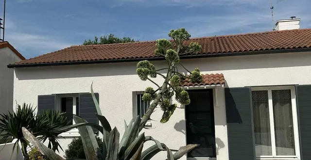 photo  l’agave de karine est tombé, ce dimanche 13 juillet 2025.  &copy;  karine 