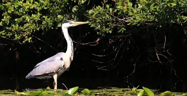 photo  un héron cendré, trônant fièrement au fond de l’étang de loudon.  &copy;  tony drappier 