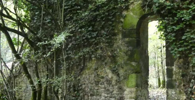 photo  la végétation a envahi les ruines du prieuré saint-michel de loudon.  &copy;  ouest-france 