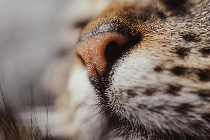 Bouches-du-Rhône : des chats d’un même quartier empoisonnés à Martigues  (Ouest-France)