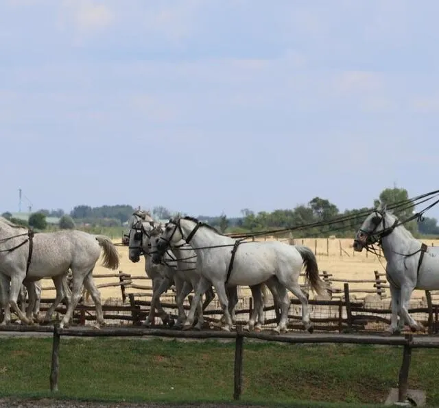 photo de nombreuses excursions étaient au programme de la délégation argentanaise en hongrie.  ©  association bajargentan