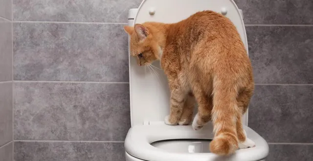 photo  apprendre à votre chat à faire ses besoins aux toilettes peut être pratique mais dangereux pour sa santé.  &copy;  photo : olga yastremska via getty images 