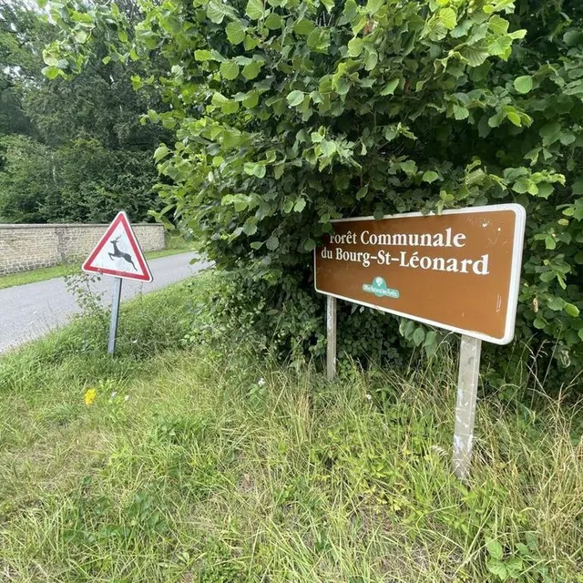 photo la battue s’effectue dans la forêt communale du bourg-saint-léonard, à proximité immédiate du bourg de silly.  ©  ouest-france