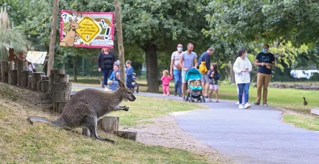 photo  à la possonnière, le jardin des kangourous abrite plus d’une centaine d’animaux.  &copy;  sébastien aubinaud 
