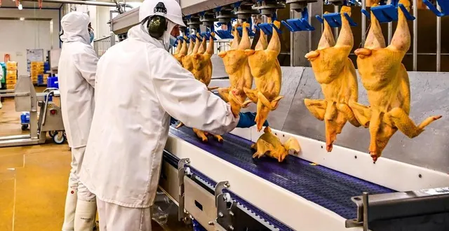 photo  à l’abattoir du cavol, à loué, dédié aux volailles bio et label rouge, 100 000 poulets sont abattus chaque jour.  &copy;  photo le maine libre yvon loue 