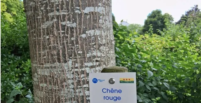 photo  une cinquantaine d’arbres remarquables sont répertoriés.  &copy;  le maine libre 