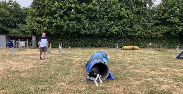 photo  ricard, l’un des border collies de jean-michel defontaine, président du club d’éducation canine brocéliande, participe régulièrement à des concours d’agility.  &copy;  ouest-france 
