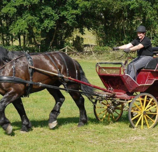 photo au xixe siècle, chaque attelage avait sa fonction propre, pour la chasse, les promenades ou les déplacements quotidiens.  ©  archives ouest-france
