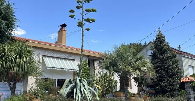 photo  le propriétaire du jardin aux herbiers a câblé la hampe car elle menaçait de tomber du côté de la rue.  &copy;  ouest-france 