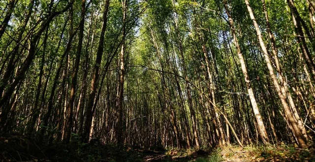 photo  la balade vous permettra de vous déplacer à l’ombre des arbres sur une bonne partie de la boucle.  &copy;  ouest-france 