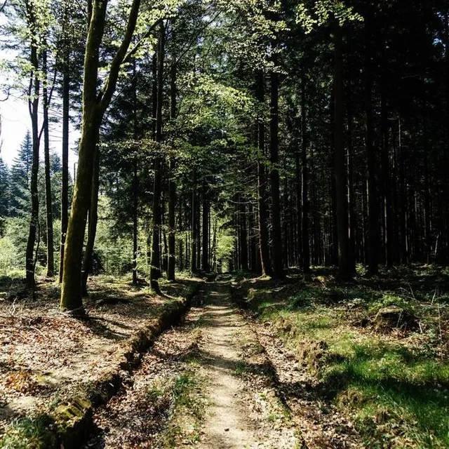 photo deux ambiances sont visibles des deux côtés du chemin.  ©  ouest-france