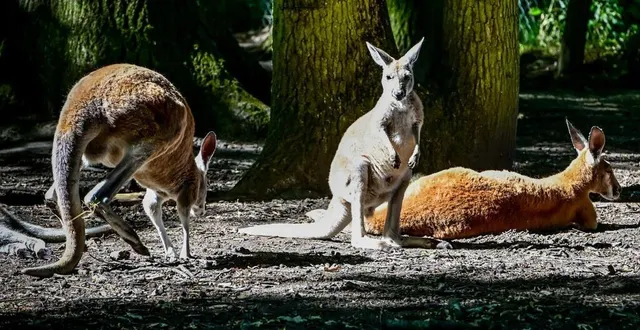 photo  cinq bébés wallabys et un bébé kangourou sont nés en début d’année au spaycific’zoo.  &copy;  le maine libre – yvon loué 