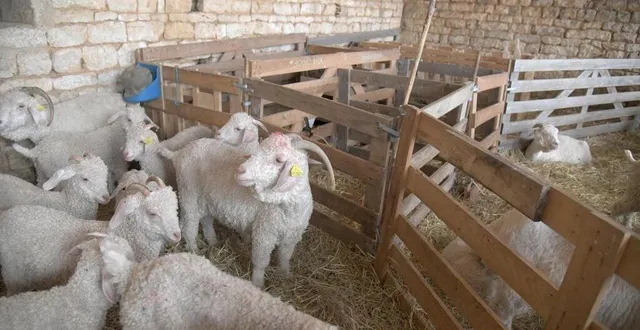 photo  une visite de l’élevage permet de découvrir les étapes allant de la tonte à la création de pelotes et d’accessoires.  &copy;  archives le courrier de l’ouest - marie delage 