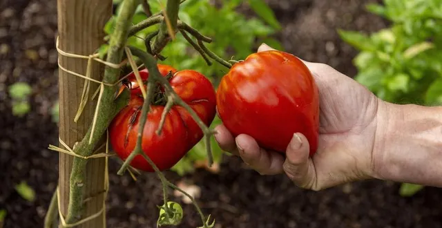 photo  le maraîcher installé à saint-paterne-le-chevain (sarthe) produisait notamment des tomates. (photo d’illustration)  &copy;  mathieu pattier / ouest-france 