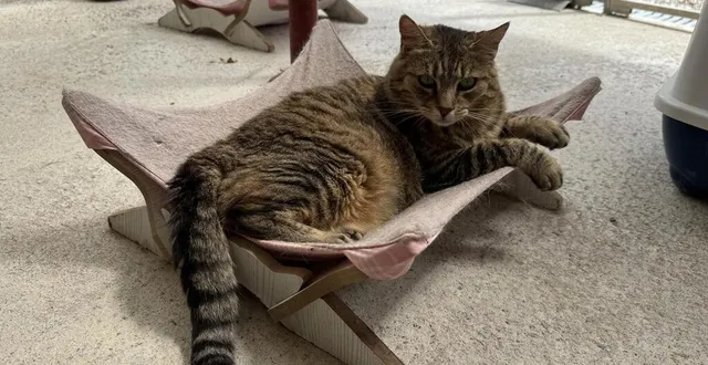 photo  la chatte undra, née en 2022, est au refuge 61, dans la commune les aulneaux (orne).  &copy;  ouest-france 