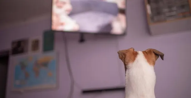 photo  selon certaines études, seule la moitié des chiens serait sensible aux écrans.  &copy;  photo : getty images 