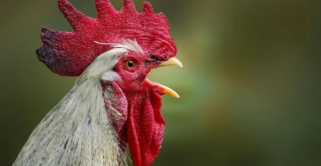 photo  le chant du coq en pleine ville ne ravit pas tous les habitants.  &copy;  photo d’illustration : pixabay 