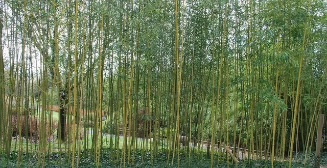 photo  qui doit payer les dégâts causés par les bambous du voisin ? (photo d’illustration)  &copy;  archives co 