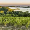 photo  vue depuis la corniche angevine sur la vallée de la loire et ses vignes. 