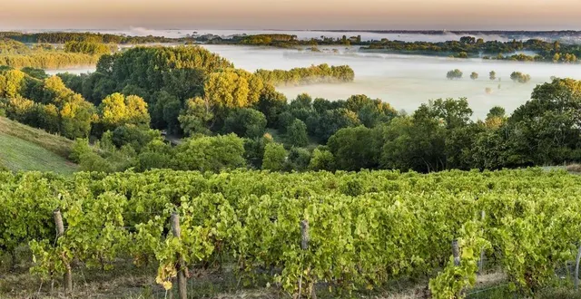 photo  vue depuis la corniche angevine sur la vallée de la loire et ses vignes.  &copy;  sébastien gaudard 
