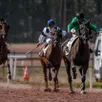 photo l’hippodrome des hunaudières au mans accueille une 8e réunion, samedi 26 juillet 2025, avec huit épreuves au programme dont une course de trot monté.