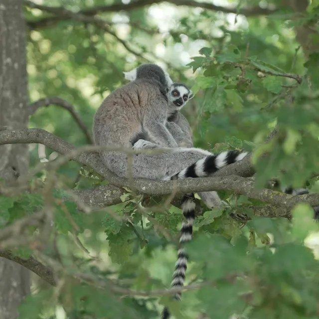 photo un des sept bébés lémuriens nés au spaycific zoo cette année, à spay.  ©  ouest-france