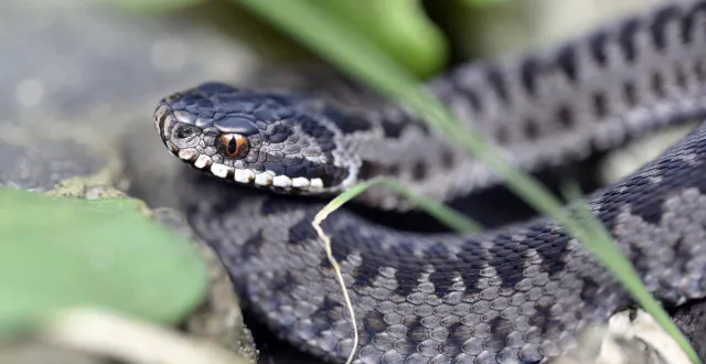 photo  la région des pays de la loire est l’une des plus touchées par les morsures de serpents en france (photo d’illustration).  &copy;  archives ouest-france 