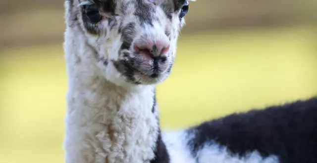 photo  à agri'kids, à jarzé (maine-et-loire), les enfants peuvent se glisser dans la peau d'un éleveur et s'occuper des animaux.  &copy;  véronique bertrand 