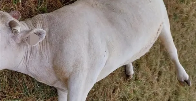 photo  une vache allaitante a été tuée dans une ferme d’écommoy.  &copy;  le maine libre 