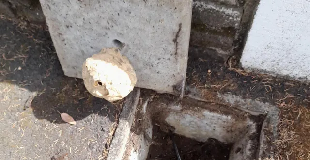 photo  un habitant de saint-pavace, près du mans (sarthe), a été hospitalisé, jeudi, après une réaction allergique due à une piqûre de frelon asiatique venant de ce petit nid installé dans un regard sous le trottoir devant chez lui.  &copy;  frelon solution 