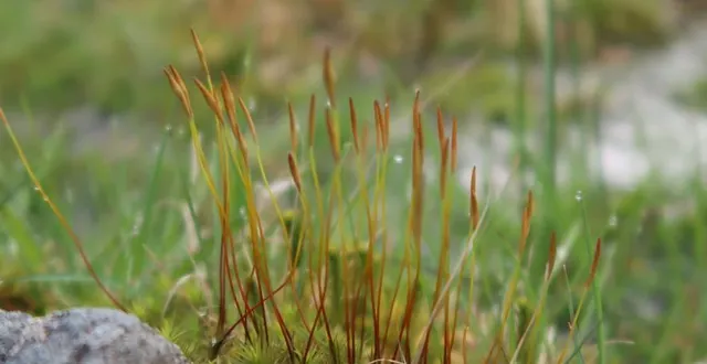 photo  une biodiversité et des paysages d’exception.  &copy;  parc normandie maine 