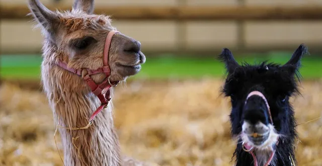 photo  dans le nord de la sarthe, des lamas peuvent être observés gratuitement dans le parc animalier de saint-léonard-des-bois.  &copy;  archives ouest-france 