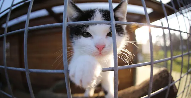 photo  des chats sont morts empoisonnés dans la propriété d’un habitant de maine-et-loire. photo d’illustration.  &copy;  fotolia 