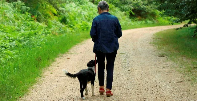 photo  les chiens ont aussi droit aux vacances. plusieurs sites touristiques ouvrent leurs portes aux toutous dans les mauges et le choletais.  &copy;  ouest-france (photo d’illustration) 