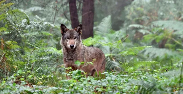 photo  une activité sur le quotidien du loup sera proposée au carré plantagenêt, au mans.  &copy;  archives thierry creux / ouest-france 