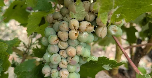 photo  le raisin blanc a été fendu par la grêle, la pluie et le vent, sur les parcelles du domaine lelais, sur les hauteurs de lhomme, dans le sud-est de la sarthe.  &copy;  domaine lelais 