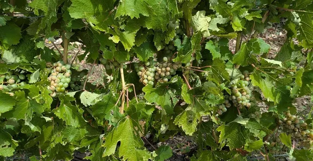 photo  la grêle a impacté près de 8 hectares du vignoble du domaine lelais.  &copy;  domaine lelais 