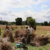 photo  les bénévoles forment des gerbes en regroupant les épis fauchés. 