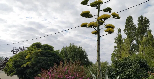 photo  les fleurs de couleur jaune attirent les abeilles et sont à plus de quinze mètres de hauteur.  &copy;  co 