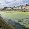 photo  depuis quelques jours, une partie de la sarthe, au mans (sarthe), est recouverte d’une pellicule verte peu ragoûtante. 