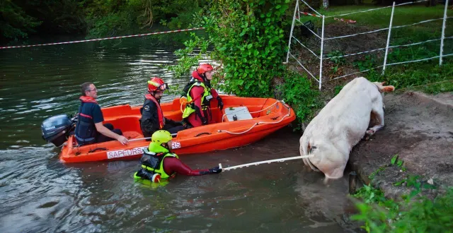 photo  à villaines-la-gonais (sarthe), les pompiers ont extrait une vache de 400 kg hors d’une rivière.  &copy;  sdis 72 