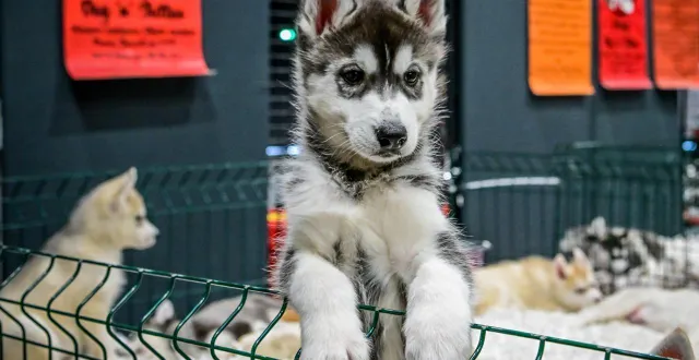 photo  le salon du chiot et du chaton avait attiré la foule de de la précédente édition.  &copy;  photo archives le maine libre - yvon loué 