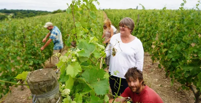 photo  tessa laroche dans ses vignes avec les saisonniers. au premier plan, théo danielo, l’un des trois permanents du domaine.  &copy;  ouest-france 