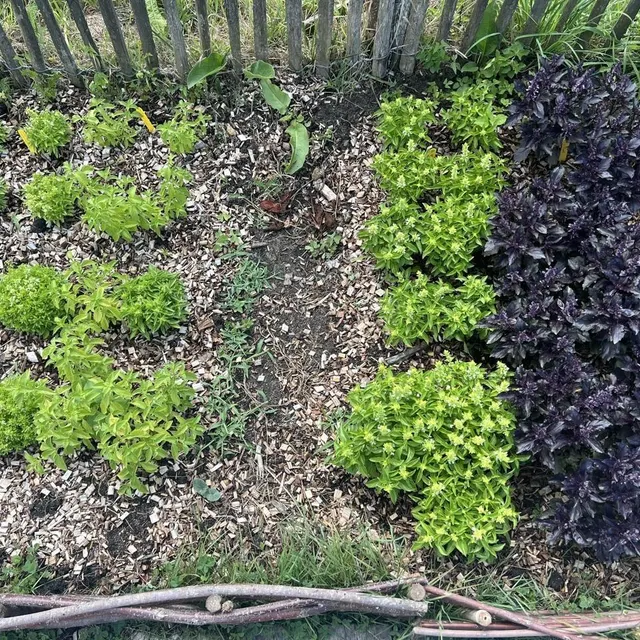 photo malgré un arrosage hebdomadaire, le jardin potager de l’arche de la nature ne manque pas de verdure.  ©  ouest-france
