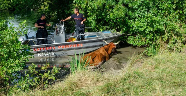 photo  onze pompiers de sarthe sont intervenus dimanche 3 août 2025, dans l’après-midi, pour sauver une vache coincée dans une rivière.  &copy;  anthony touchet / sdis 72 