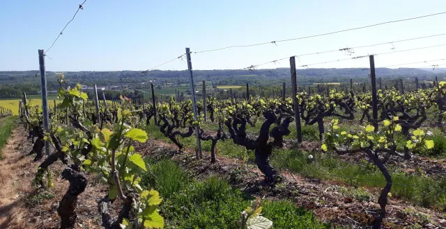 photo  la sarthe fait partie des territoires producteurs de vins moins connus, mais dont la qualité peut rivaliser avec celle des grands crus (image d’illustration).  &copy;  archives ouest-france 