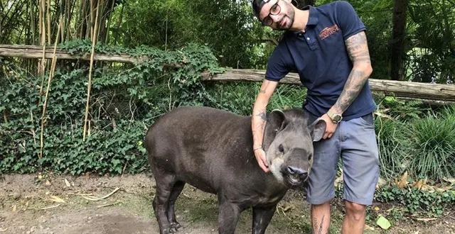 photo  paul est soigneur au zoo de la flèche depuis huit ans. ici, avec l’un des deux tapirs. un animal qui se laisse facilement caresser par ceux qui le connaissent bien. si vraiment il fait très chaud, les deux tapirs ont droit à une douche.  &copy;  ouest-france 
