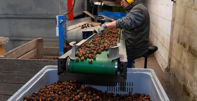 photo  saint-martin-d’arcé (baugé-en-anjou), le 3 octobre 2024. aurélien de montbel est à la tête d’anjou noisettes. il est l’un des rares producteurs de ce fruit à coque dans le grand ouest. photo d’illustration.  &copy;  archives co – laurent combet 