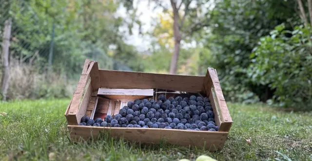 photo  que faire quand on a trop de prunes dans son jardin ?  &copy;  photo le maine libre 